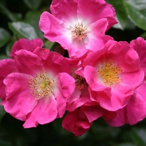 Gärtnerei - Rosa Ännchen Müller - rosa - bodendecker rosen  - diskret duftend - Johann Christoph Schmidt - Blüht traubenartig, üppig und langanhaltend, hervorragend geeignet für Bedecken von größeren Gebieten.